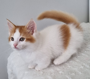Манчкин /кошка-такса (3 фото из 10)