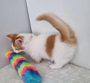 Munchkin/taks kass (3 foto / 10)