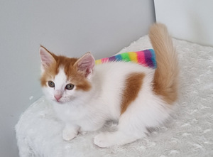 Munchkin/taks kass (5 foto / 10)