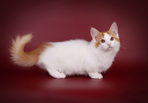 Munchkin / taks-kass (1 foto / 8)