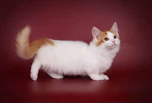 Munchkin / taks-kass (3 foto / 8)
