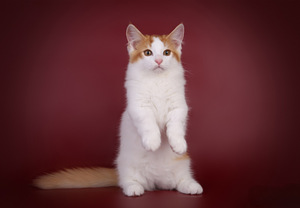 Munchkin / taks-kass (4 foto / 8)