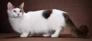 Munchkin / taks-kass (8 foto / 8)