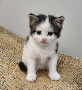 Munchkin Non Standart (3 foto / 4)