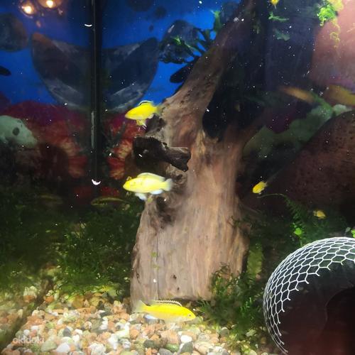 Labidochromis yellow (foto #2)