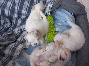 Maltese kutsikad (3 foto / 8)