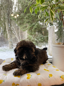 Kutsikad Shih tzu (1 foto / 3)