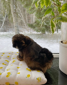Kutsikad Shih tzu (2 foto / 3)