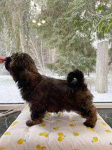 Kutsikad Shih tzu (3 foto / 3)
