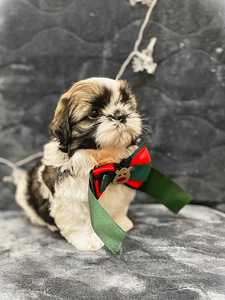 Shih Tzu kutsikad (2 foto / 4)