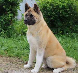 Ameerika akita (3 foto / 4)