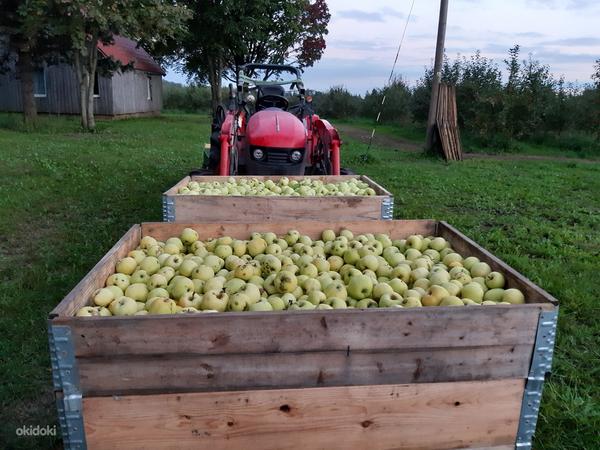 Большой яблочный сад 9.37 гектар (фото #10)