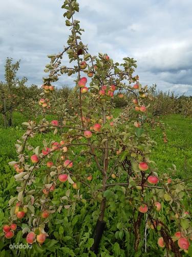 Большой яблочный сад 9.37 гектар (фото #8)