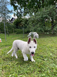 Šveitsi valge lambakoera kutsikas (1 foto / 1)
