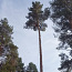 Arborist, Arboristi teenused, Puude langetamine ja hooldus (foto #1)