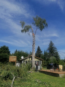 Arborist, ohutu langetamine, puuhooldus, haljastus (3 foto / 4)