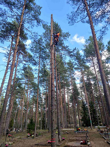Arborist, ohutu langetamine, puuhooldus, haljastus (1 foto / 4)