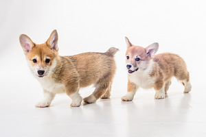 Welsh Corgi Pembroke kutsikad (4 foto / 4)