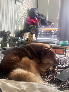Ilus Shiba Inu isane (seesam) otsib pruuti Sugupuu (4 foto / 6)