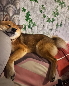 Ilus Shiba Inu isane (seesam) otsib pruuti Sugupuu (5 foto / 6)