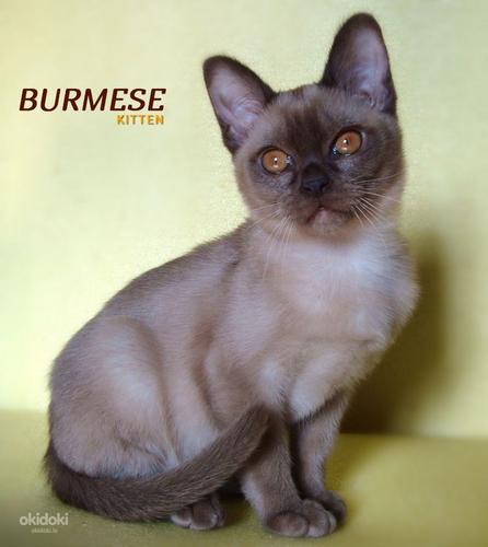Бурма, котенок (фото #2)