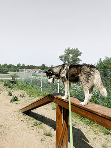 Siberi Husky otsib pruuti (3 foto / 3)