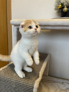 Скоттиш-фолд короткошерстный (6 фото из 6)