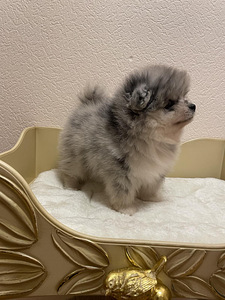 Малый Немецкий Шпиц (3 фото из 7)