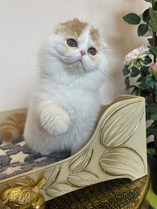 Scottish Fold tõutunnistusega (3 foto / 5)