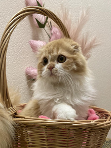 Scottish Fold paberitega (1 foto / 3)