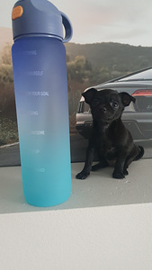 Mini Chihuahua (2 foto / 3)