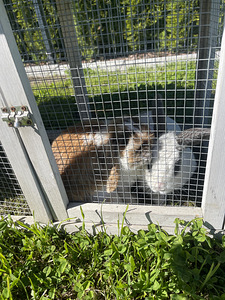 Ära anda 2 küülikut (4 foto / 4)