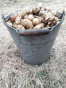 Jeruusalemma artišokk (muldpirn) (3 foto / 3)