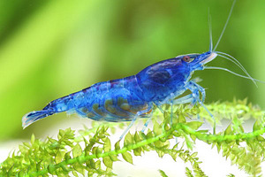 Krevetid Blue dream (1 foto / 1)