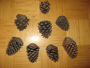 Looduslik käbi 15-18 cm (2 foto / 2)