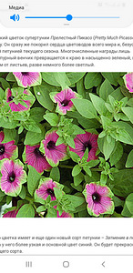 Сурфинии (7 фото из 8)