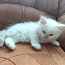 Сиамско-персидский котенок (фото #4)