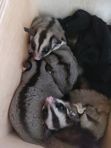 Lendorav (suhkru possum) (3 foto / 5)