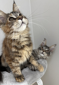 Maine Coon (3 foto / 4)