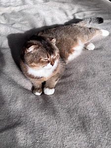 Scottish fold kass (3 foto / 4)