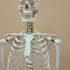 Скелет человека 170 см (фото #1)
