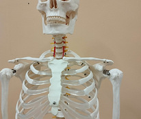 Скелет человека 170 см