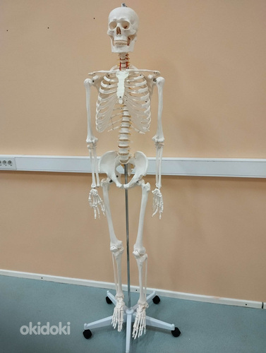 Скелет человека 170 см (фото #2)
