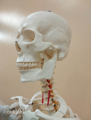 Скелет человека 170 см (фото #5)