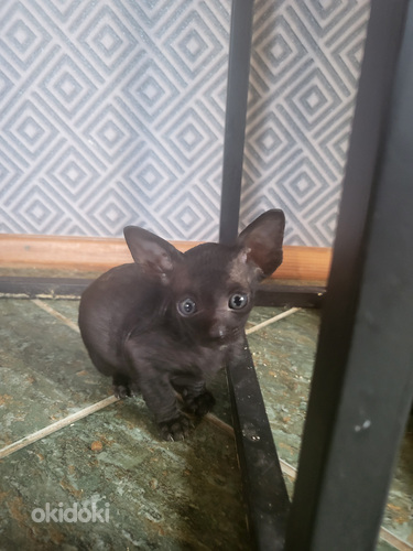 Корниш Рекс