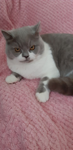 Котята Scottish Straight (2 фото из 3)