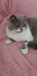Котята Scottish Straight (3 фото из 3)