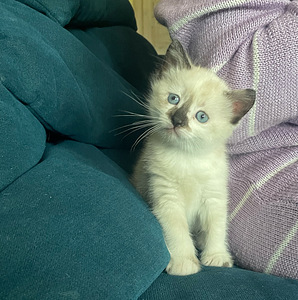 Сиамские котята (1 фото из 4)