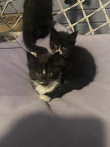 Котята (2 фото из 6)
