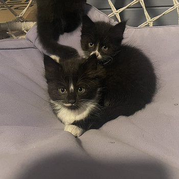 Котята